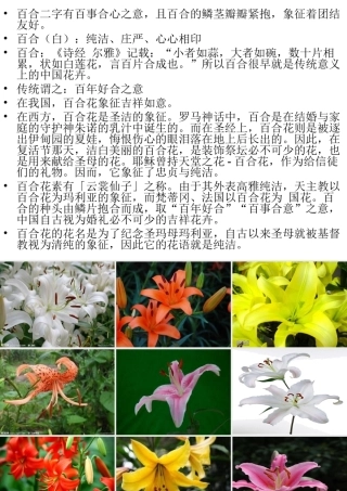 课前两分钟：百合花图片欣赏