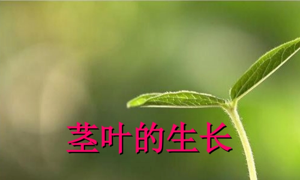 （鄂教版）三年级科学下册《茎叶的生长》教学课件