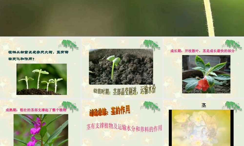 （鄂教版）三年级科学下册《茎叶的生长》教学课件