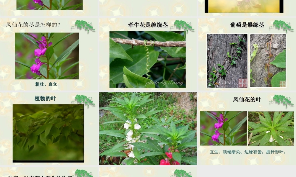 （鄂教版）三年级科学下册《茎叶的生长》教学课件