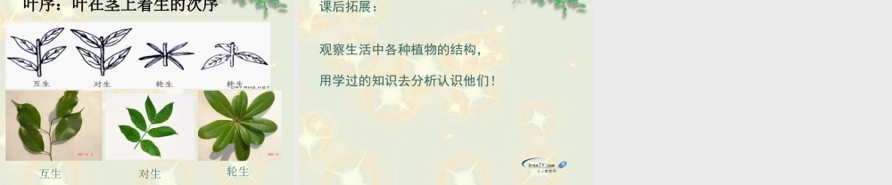 （鄂教版）三年级科学下册《茎叶的生长》教学课件