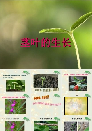 （鄂教版）三年级科学下册《茎叶的生长》教学课件