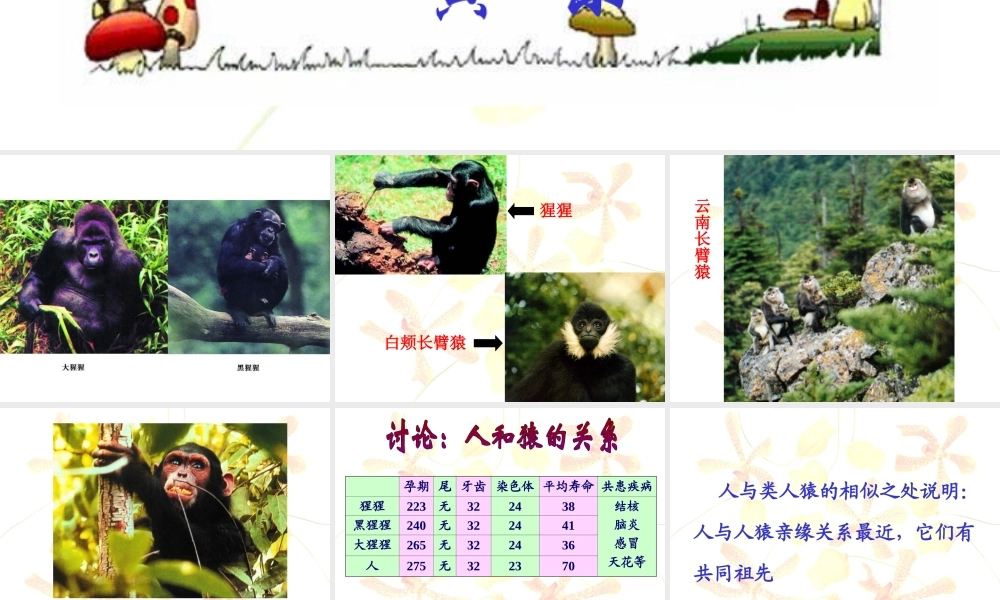 人类的起源和进化课件