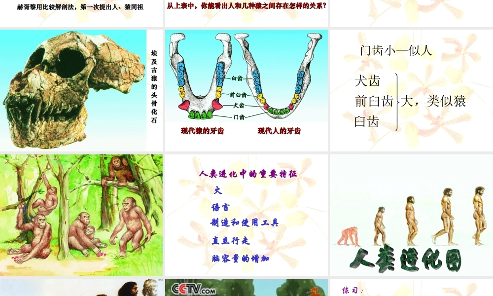 人类的起源和进化课件