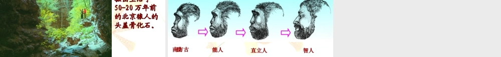 人类的起源和进化课件