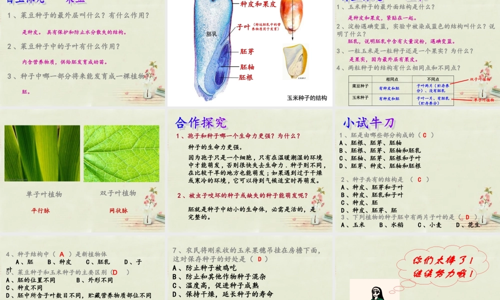 中学七年级生物上册 3.1.2 种子植物课件 (新版)新人教版