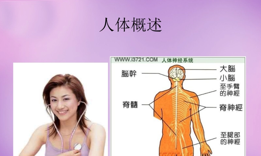 中学七年级生物下册 8.3 人体概述课件 苏教版 课件
