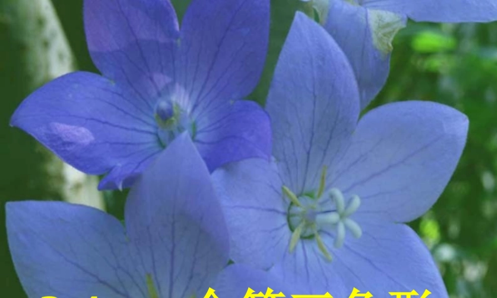 八年级数学全等三角形课件3 新课标 人教版 课件