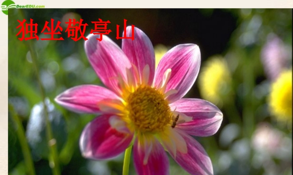 八年级语文下册(独坐敬亭山)课件 北师大版 课件