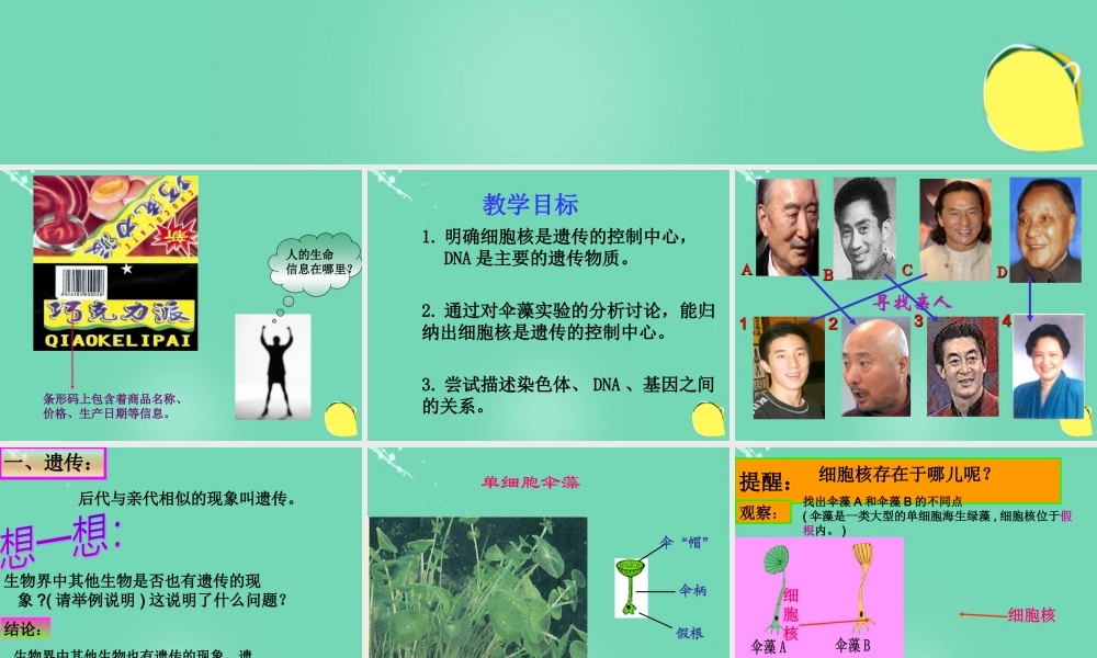 八年级生物上册 第四单元 第四章 第一节 遗传的物质基础课件(3)(新版)济南版 课件