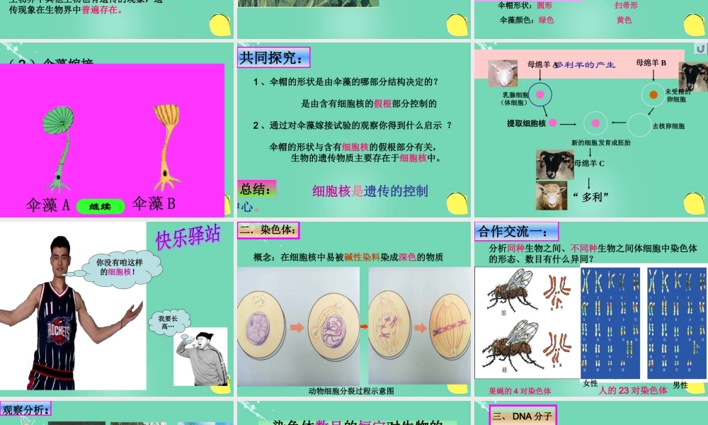 八年级生物上册 第四单元 第四章 第一节 遗传的物质基础课件(3)(新版)济南版 课件