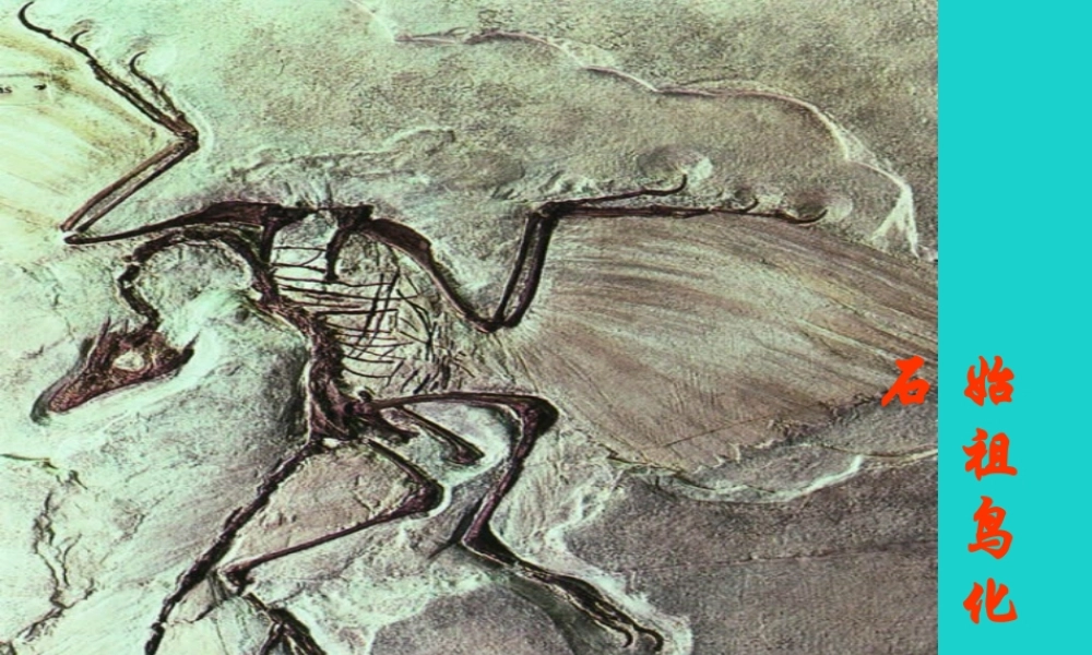 八年级生物下册 第六单元 第三章 第二节 生物进化的历程 始祖鸟化石与始祖鸟的复原图课件 冀少版 课件