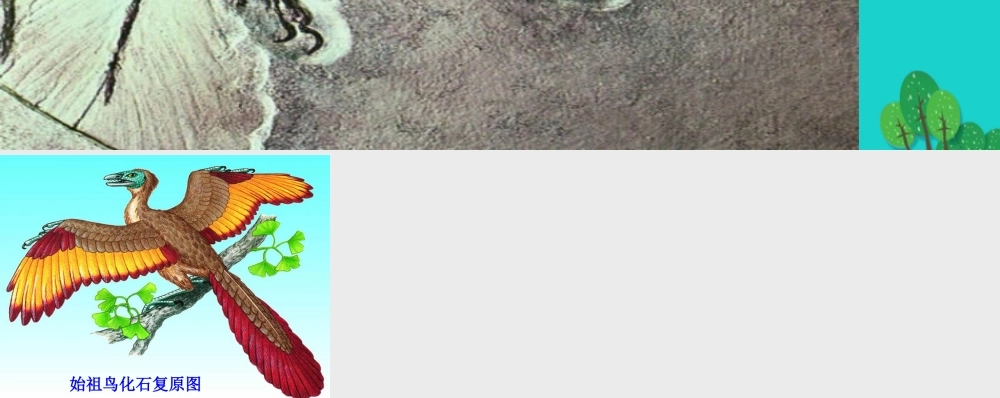 八年级生物下册 第六单元 第三章 第二节 生物进化的历程 始祖鸟化石与始祖鸟的复原图课件 冀少版 课件