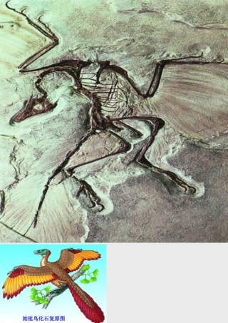 八年级生物下册 第六单元 第三章 第二节 生物进化的历程 始祖鸟化石与始祖鸟的复原图课件 冀少版 课件