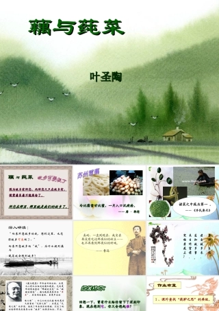 七年级语文上册(藕与莼菜)课件 上海五四制版 课件