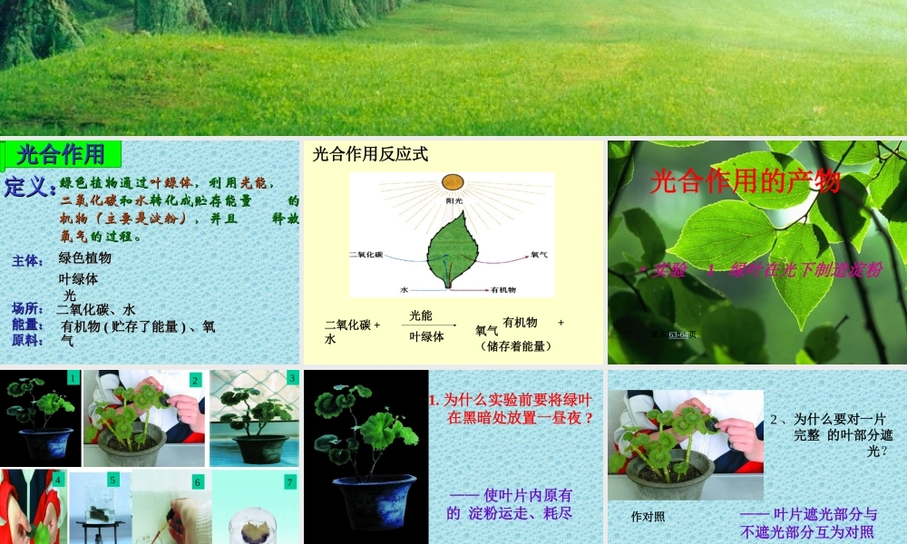 光合作用1 七年级生物第一章 光合作用课件