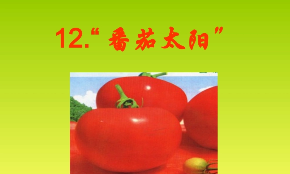 《番茄太阳》课件