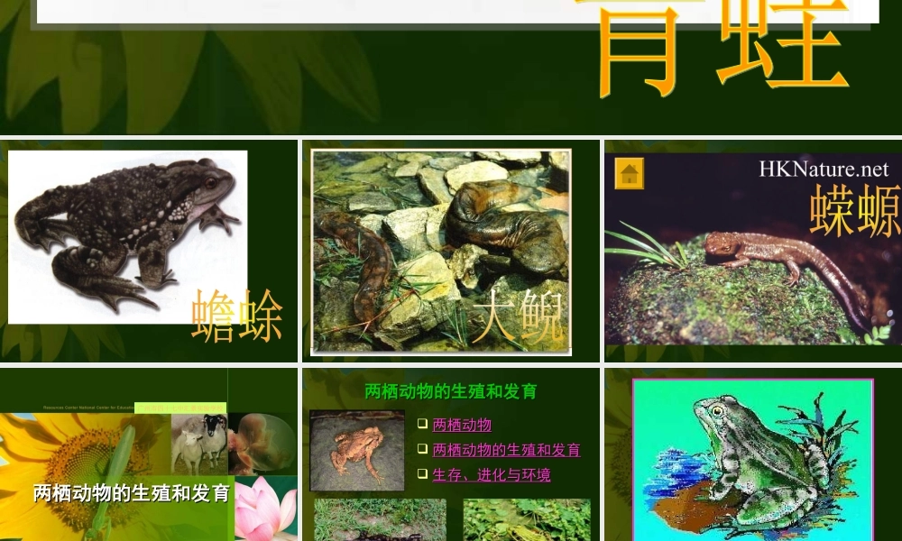 八年级生物两栖动物的生殖和发育课件