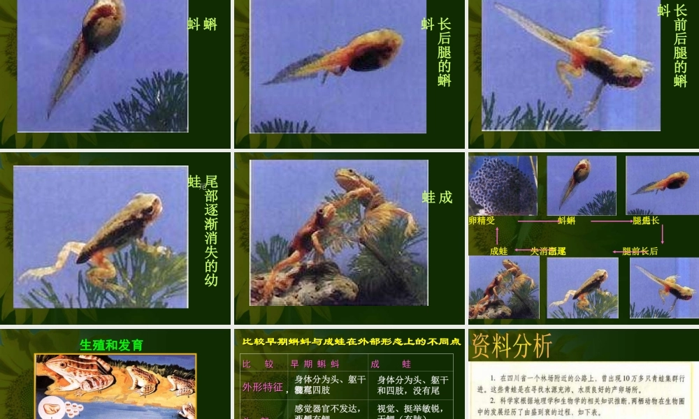 八年级生物两栖动物的生殖和发育课件