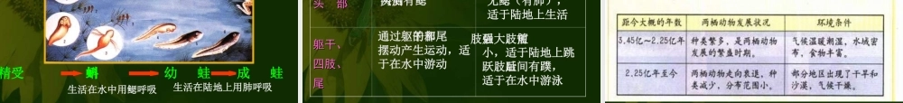 八年级生物两栖动物的生殖和发育课件