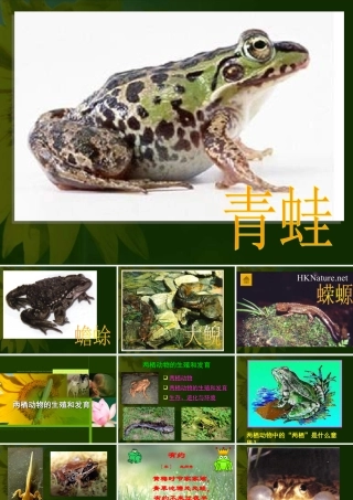 八年级生物两栖动物的生殖和发育课件