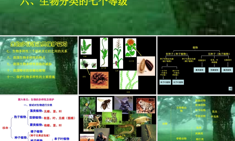 人教版八年级生物第六章《生物的多样性及其保护》复习课件（26张）