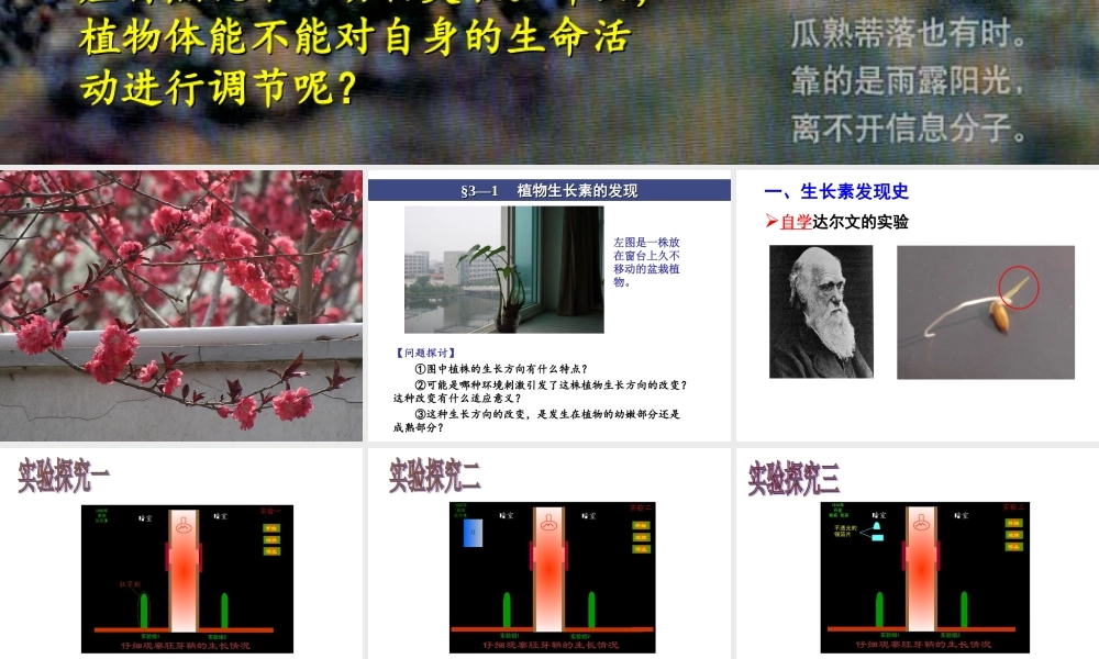 植物生长素的发现刘亚荣