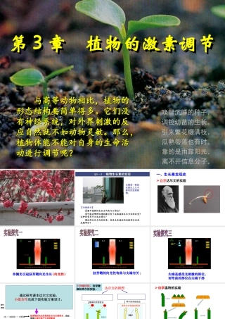 植物生长素的发现刘亚荣