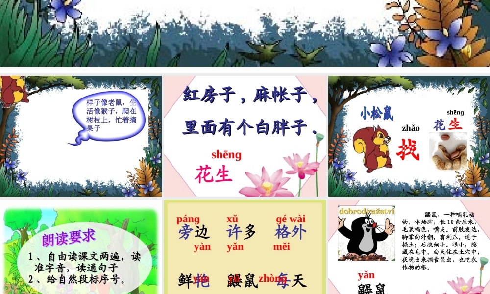 《小松鼠找花生》课件