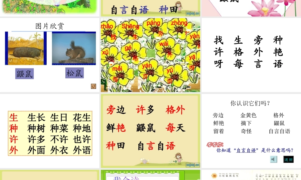 《小松鼠找花生》课件