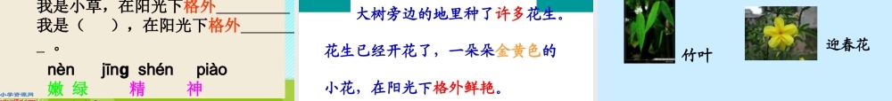 《小松鼠找花生》课件