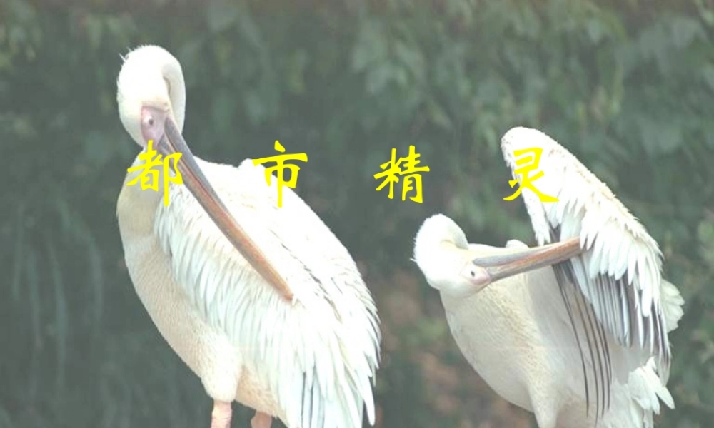 八年级语文都市精灵课件2苏教版 课件