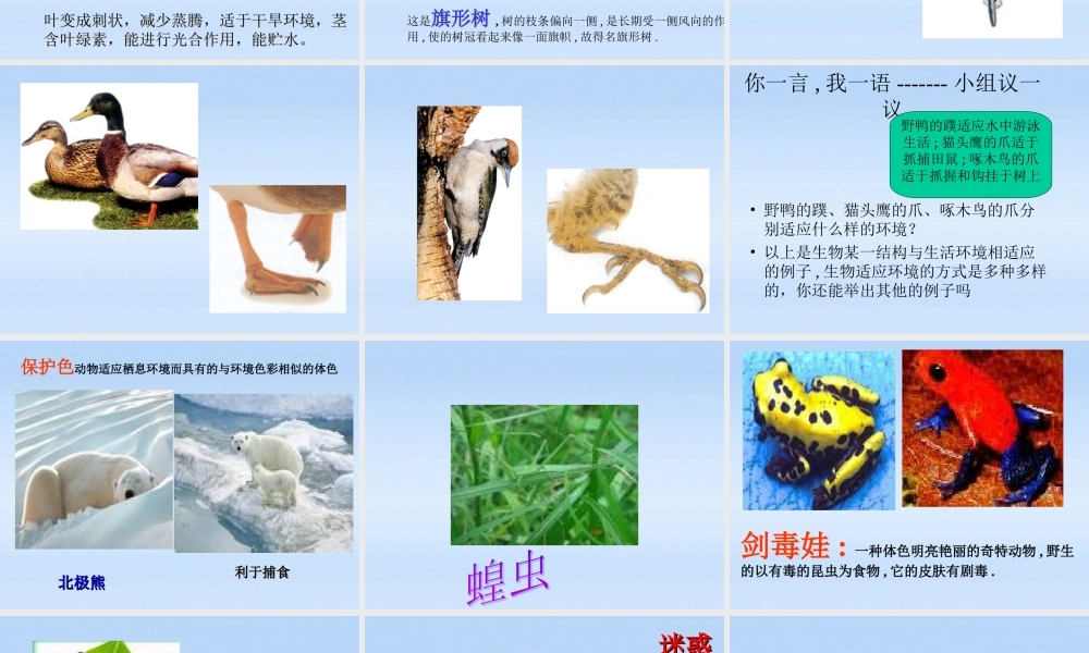 七年级生物上册 (生物对环境的适应和作用)新授课课件 济南版 课件