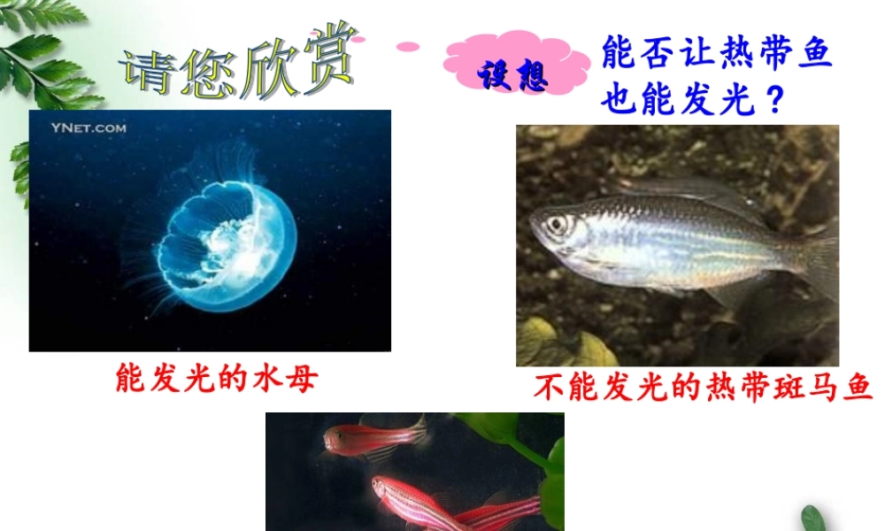 基因工程及应用