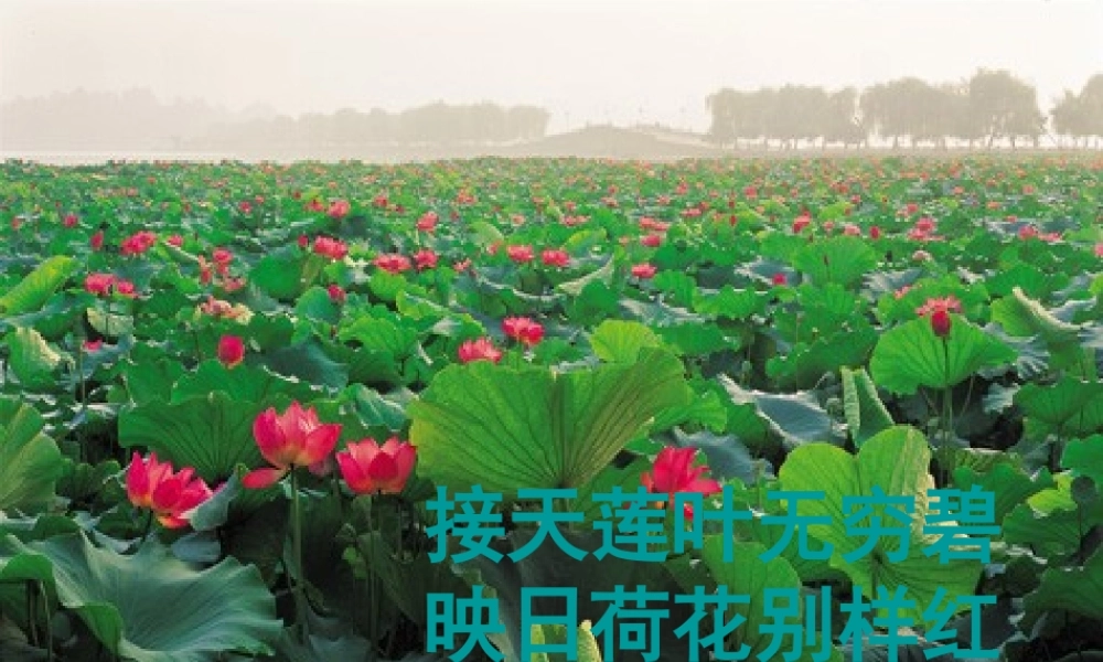 山东省泰安市八年级语文上册 29 湖心亭看雪课件 新人教版 课件