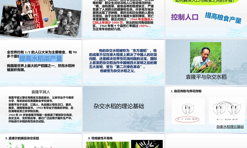 科学家的故事-袁隆平与杂交水稻