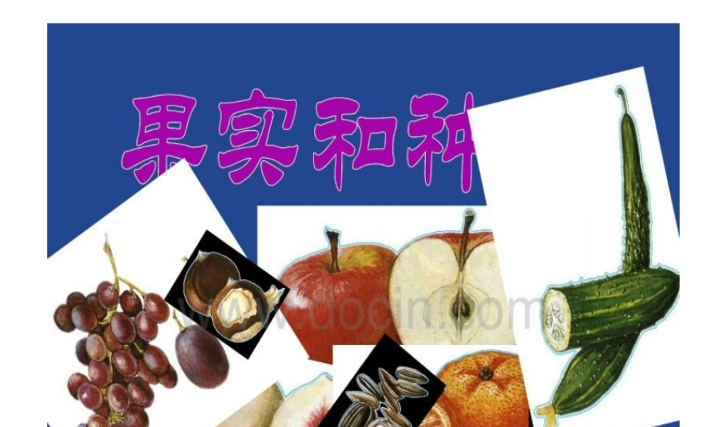 《果实与种子》课件