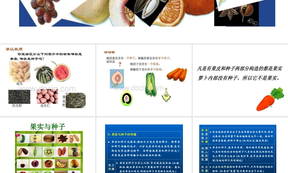 《果实与种子》课件
