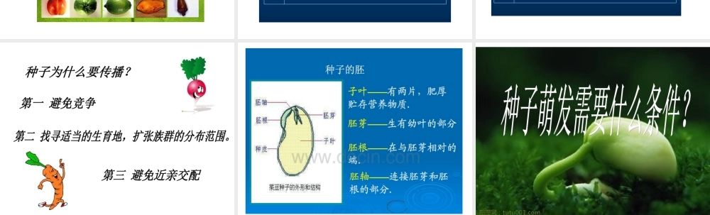 《果实与种子》课件