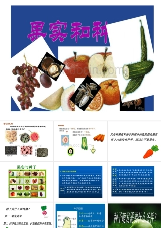 《果实与种子》课件
