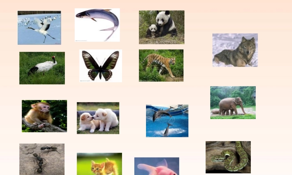 九年级英语上册 教材中关于动物词汇的课件 牛津译林版 课件