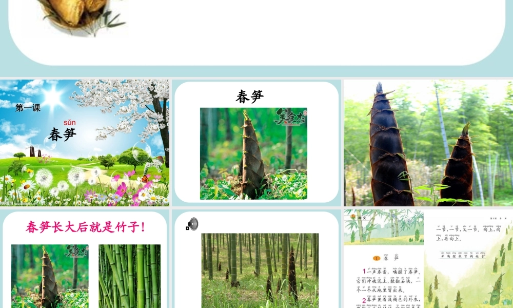 《春笋》讲课课件