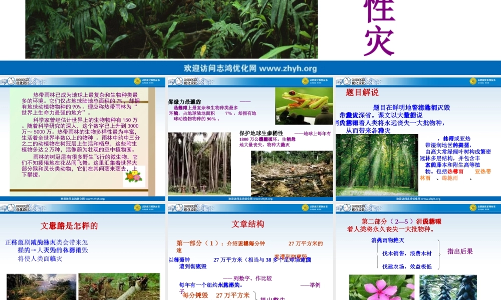 雨林的毁灭课件