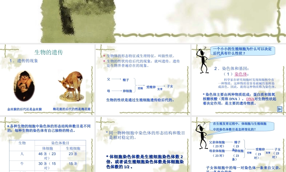 八年级生物生物的遗传和变异 课件2新人教版 课件