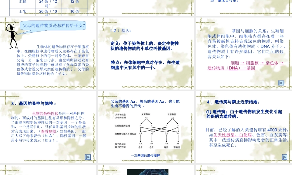 八年级生物生物的遗传和变异 课件2新人教版 课件