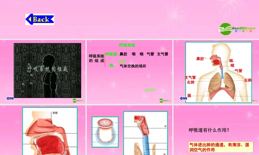 七年级生物下册 肺的通气课件 人教新课标版 课件