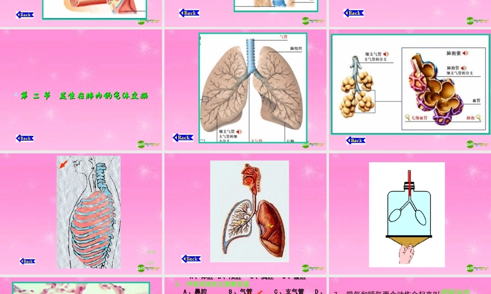 七年级生物下册 肺的通气课件 人教新课标版 课件