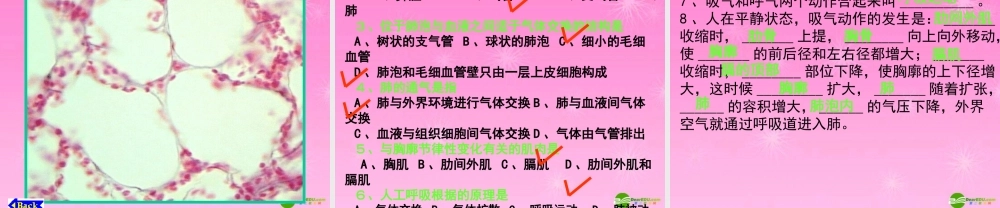 七年级生物下册 肺的通气课件 人教新课标版 课件