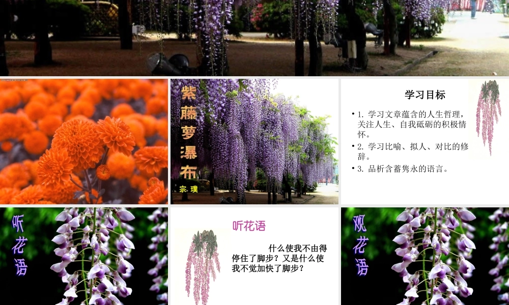 紫藤萝瀑布孙芳娥MicrosoftPowerPoint演示文稿