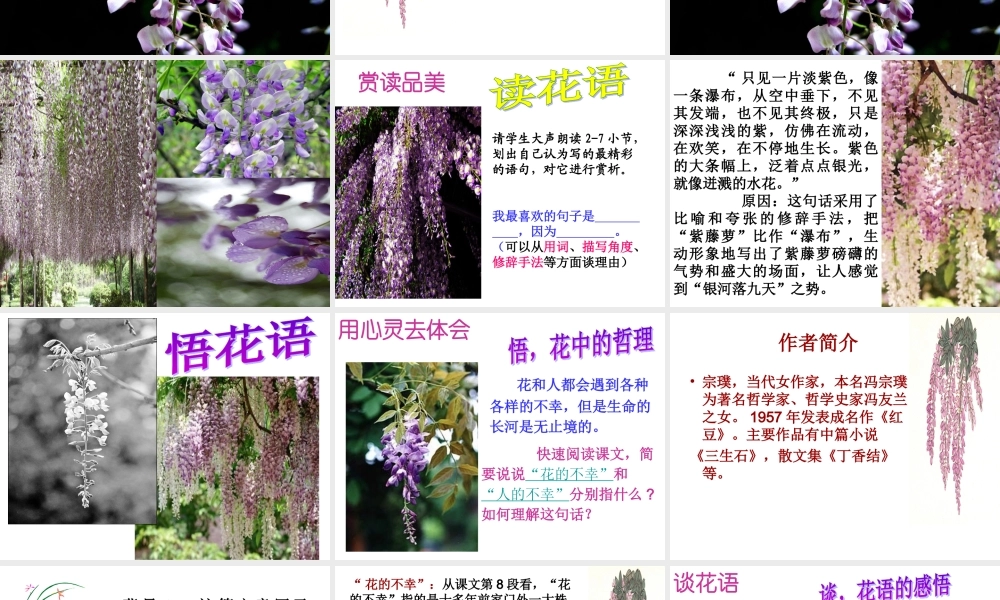 紫藤萝瀑布孙芳娥MicrosoftPowerPoint演示文稿